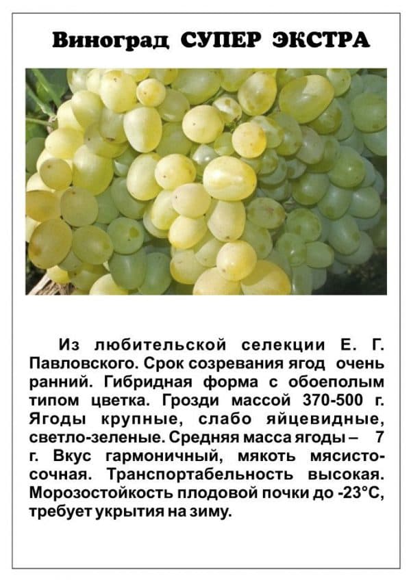 Виноград «Супер Экстра»: описание сорта, отзывы + фото