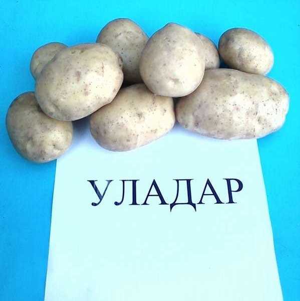 Уладар – сорт картофеля и его характеристики + видео
