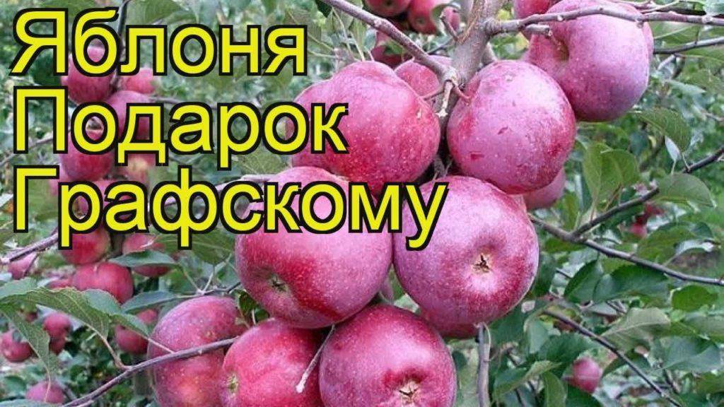 Описание яблони сорта подарок садоводам и тонкости выращивания