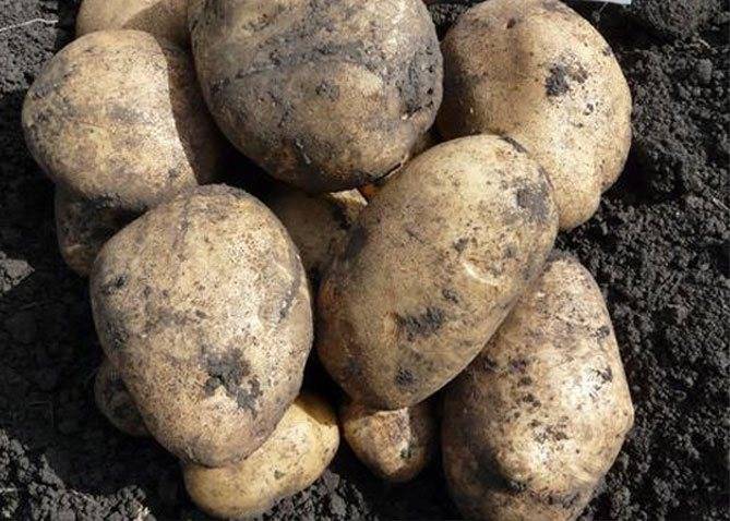 Самые лучшие сорта картофеля для средней полосы россии