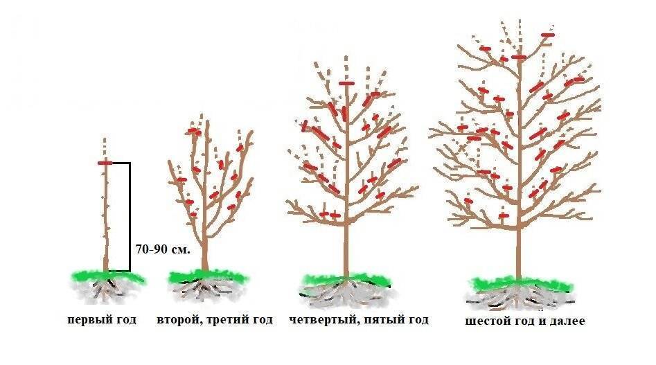 Как и когда обрезать шелковицу