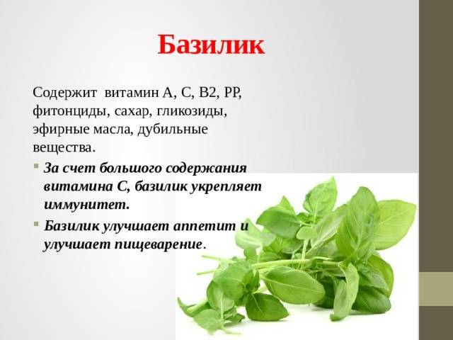 Базилик: полезные свойства и калорийность | food and health
