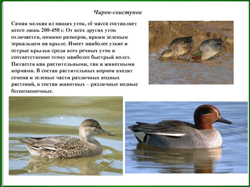 Особенности зимовки утки-кряквы в условиях городской среды