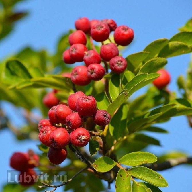 Рябина гранатная: характеристика сорта, полезные свойства плодов, выбор места, технология посадки, особенности ухода, способы повышения урожайности