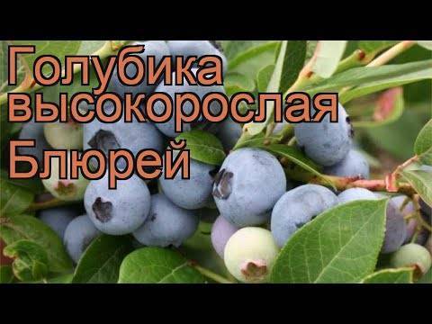 Blu ray: что это такое и чем отличается от dvd формата и dvd качества?