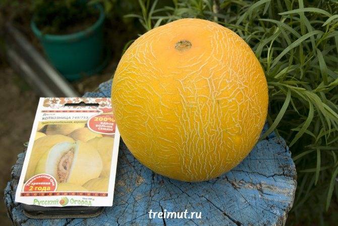 Описание сорта дыни колхозница, особенности выращивания и урожайность