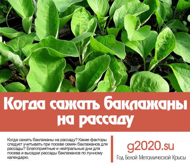 Пикировка рассады баклажан: когда и как пикировать
