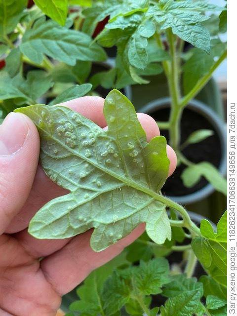Болезни рассады сладкого перца в картинках: фото листьев, меры борьбы, лечение