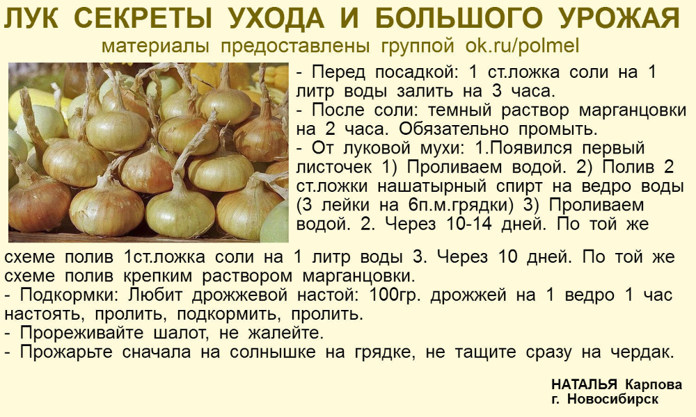 Лук и морковь: сажаем севок и сеем под зиму, подробный мастер-класс и фото