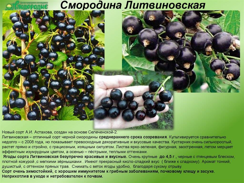 Смородина изюмная: описание и характеристики сорта, уход и выращивание
