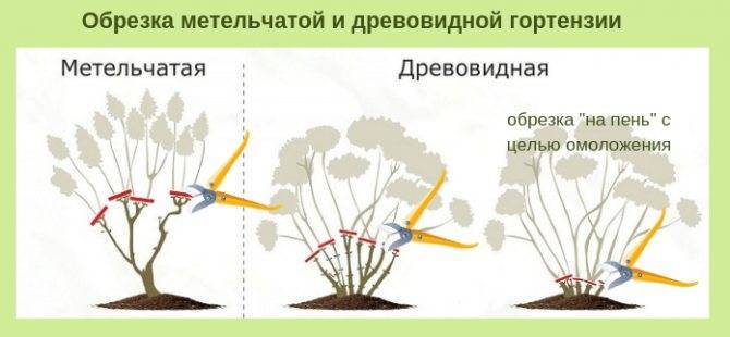 Обрезка метельчатой гортензии нужна весной или осенью?