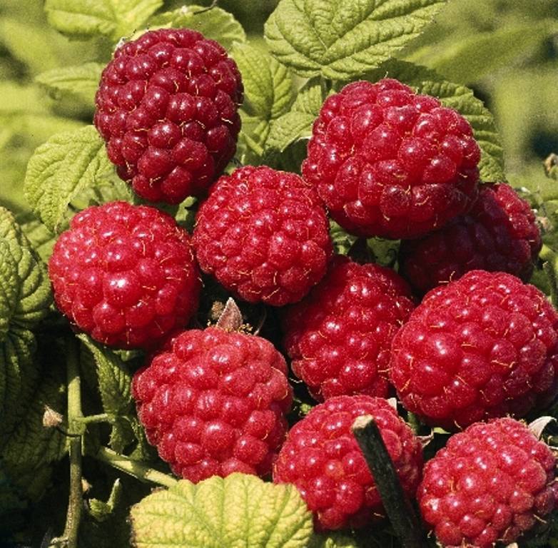 Малина глен ампл (glen ample): фото с описанием и характеристиками сорта эмпл, правила посадки и ухода, лучший способ размножения и отзывы дачников