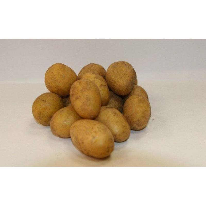 Картофель агата – описание сорта, фото, отзывы