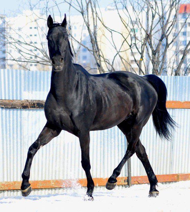 Русская верховая порода лошадей: описание и характеристика, особенности содержания и ухода, фото