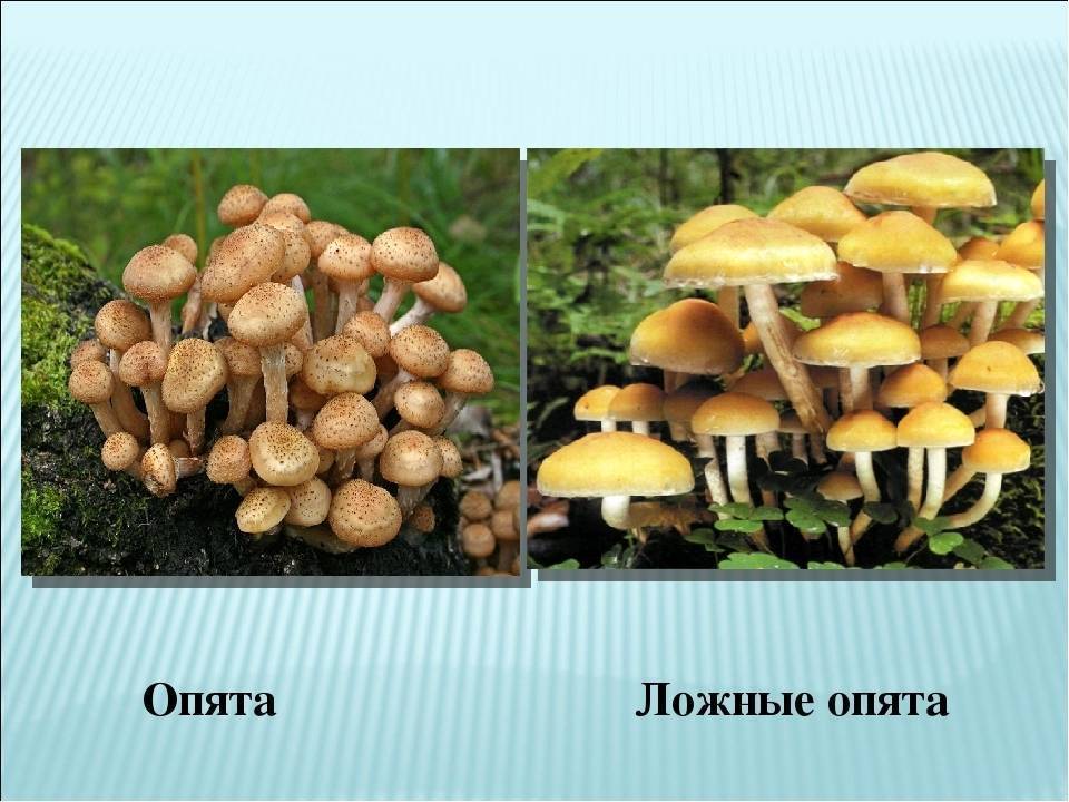 Опенок летний: фото, описание, рецепты приготовления гриба, а также как отличить его от ложных опасных двойников