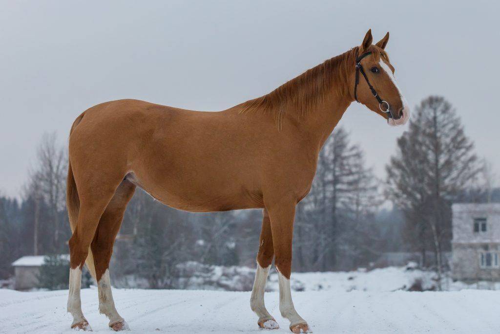 Донская порода лошадей: история, экстерьер, фото | мои лошадки