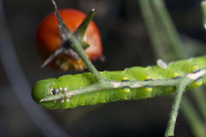 Что делать если гусеницы едят помидоры в теплице: действенные препараты и советы агрономов
