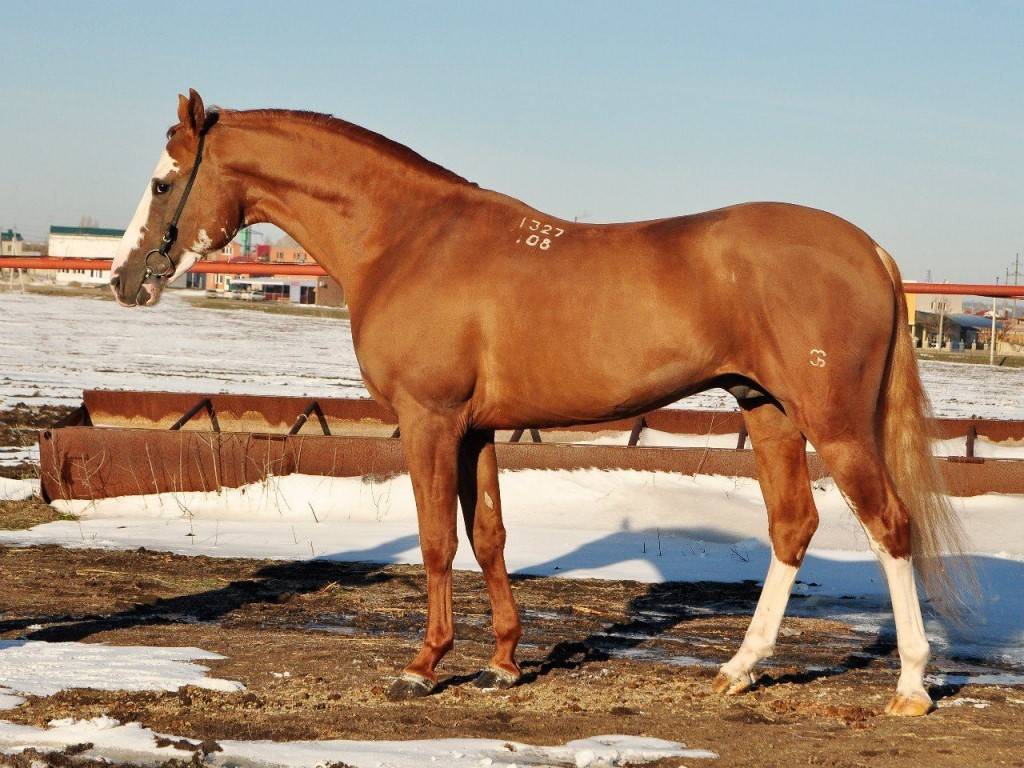 Донская лошадь — происхождение породы, характеристика, перспективы разведения.