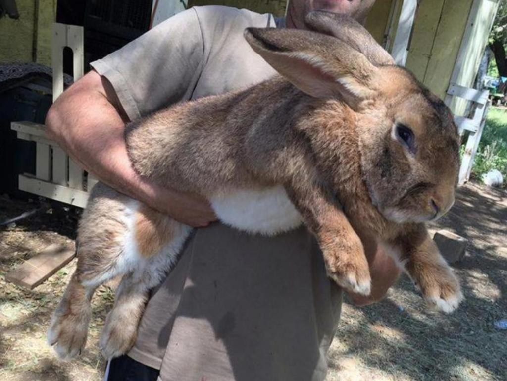 ᐉ самые маленькие породы кроликов в мире - zooon.ru