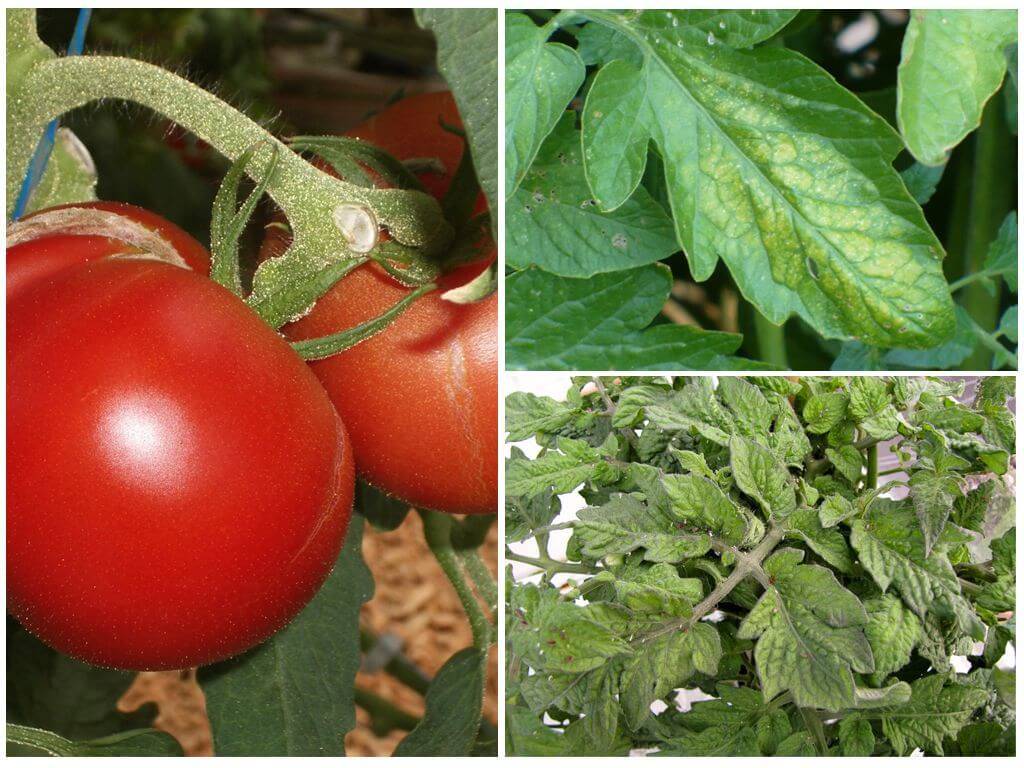 Как бороться с тлёй на помидорах с помощью народных методов