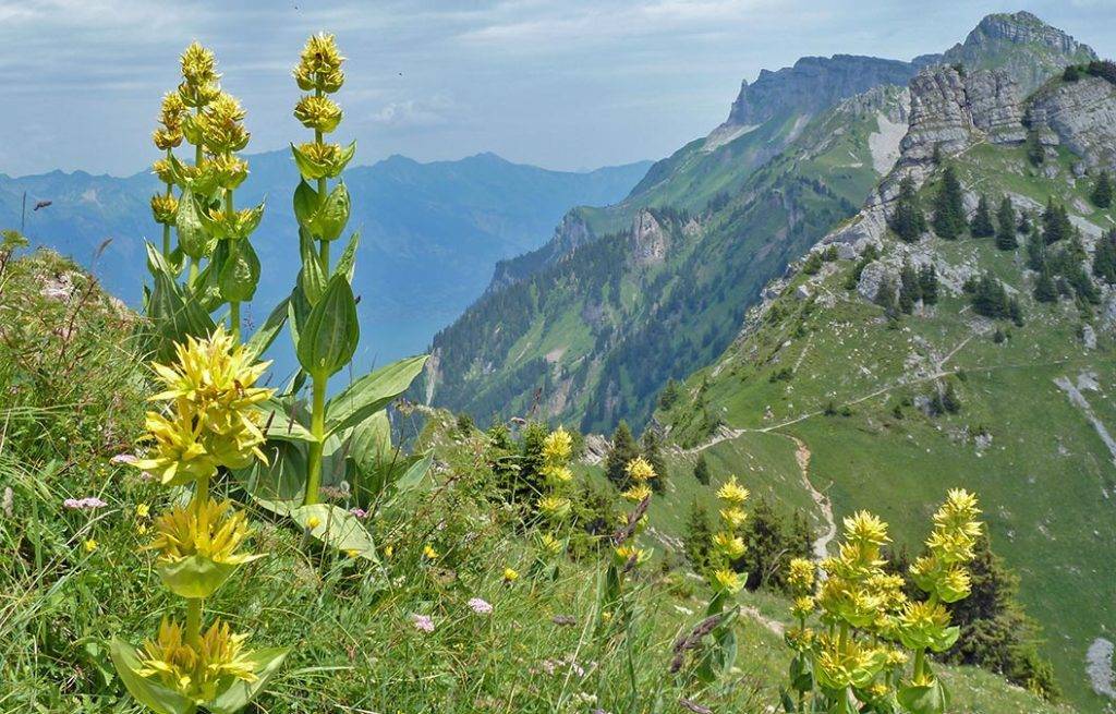 Горечавка желтая фото