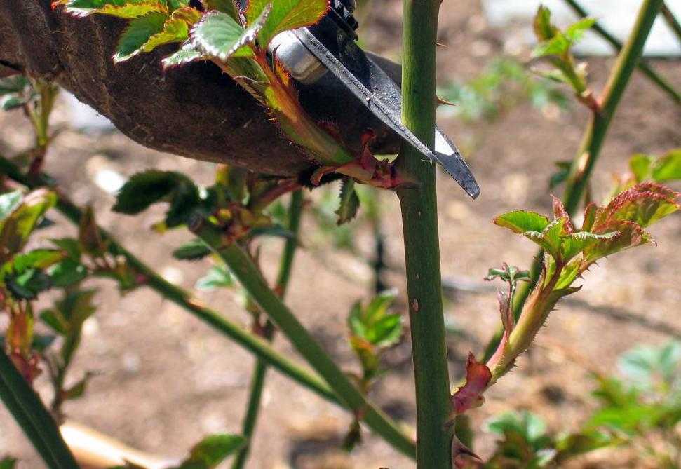 Как привить розу на шиповник: пошаговая инструкция, окулировка