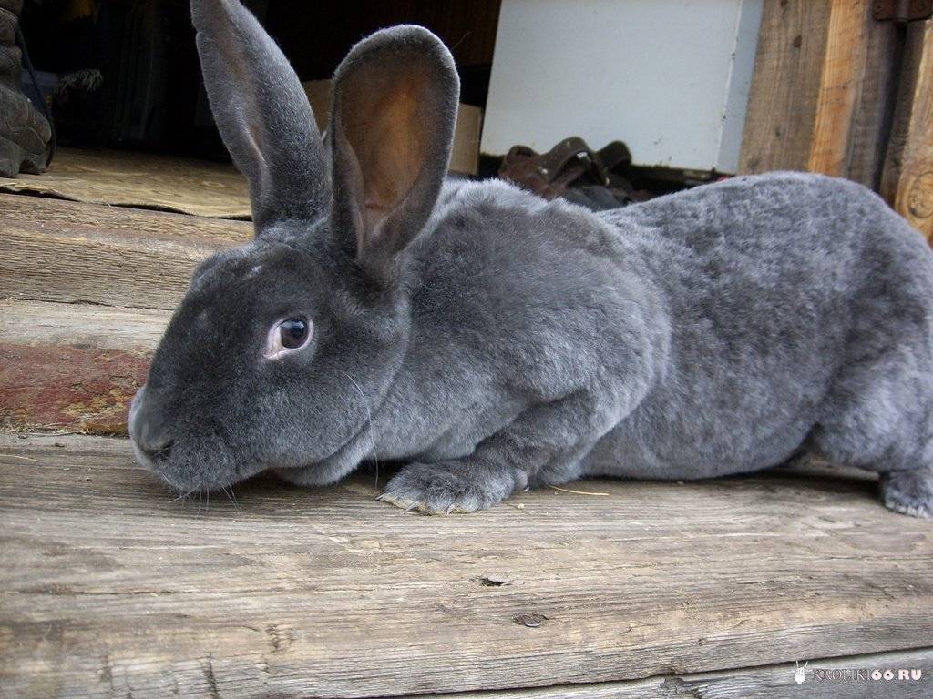 Кролики породы рекс: описание, характеристика и фото