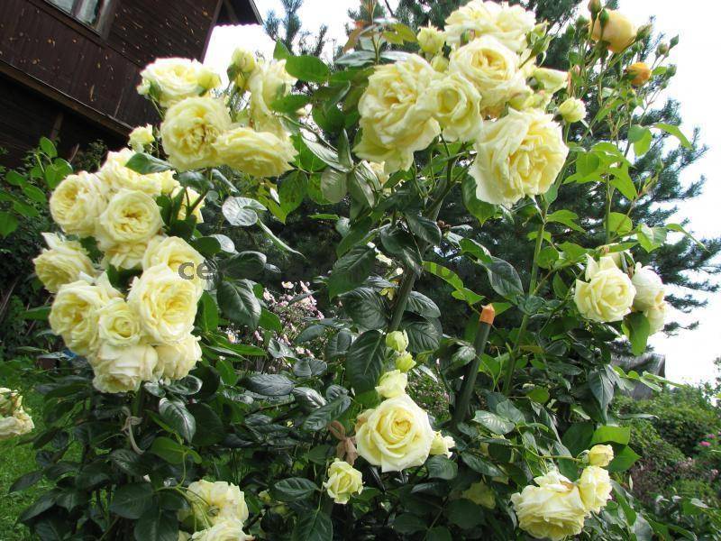 Сорта белых роз: 10 самых красивых и устойчивых сортов белоснежных роз для посадки в цветник