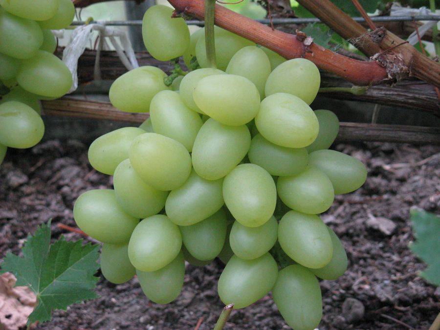 Черный виноград: 28 лучших сортов с фото, описанием, названием