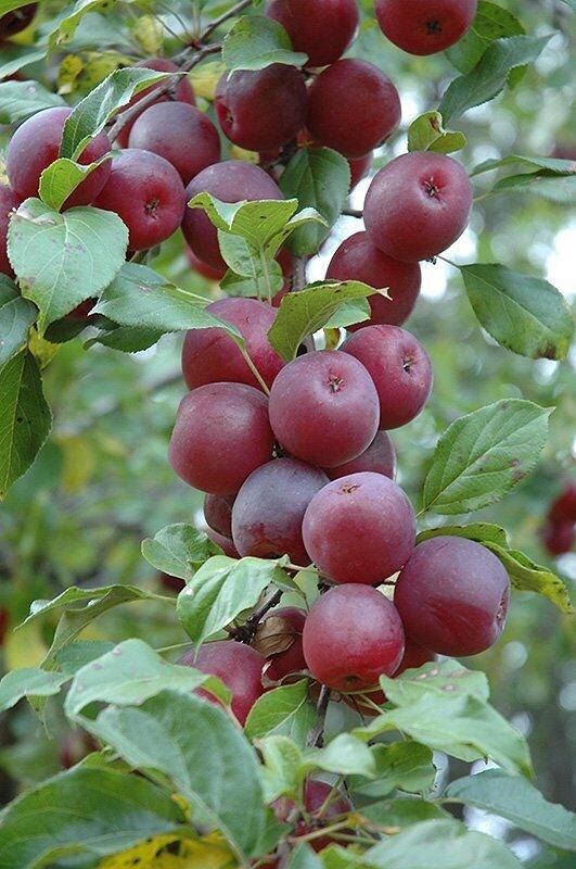 Характеристика разновидности яблонь китайка и описание 15 лучших сортов