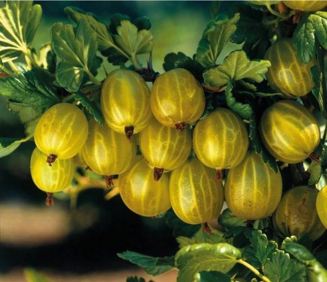 Сорта желтого крыжовника: топ-8 сортов когда медовый цвет и вкус | огородники