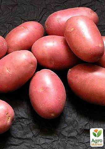 Сорт картофеля алладин: характеристика и описание сорта, фото