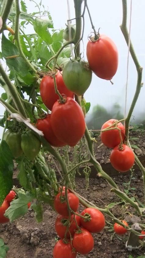 Лучшие сорта лиановидных томатов
