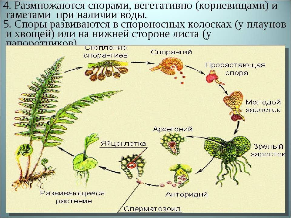 Плауны размножаются семенами. Папоротники хвощи плауны цикл развития. Циклы плауна и папоротника. Цикл развития плаунов хвощей и папоротников. Жизненный цикл папоротника хвоща и плауна.