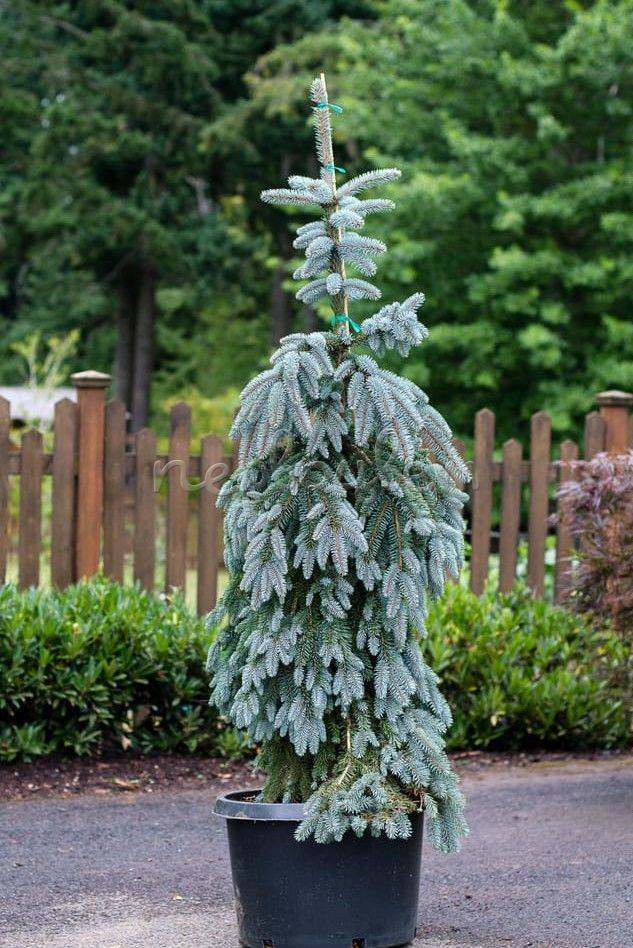 Picea glauca pendula фото