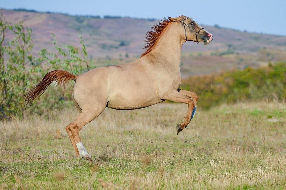 Каурая масть лошади: какого цвета лошадь каурой масти?