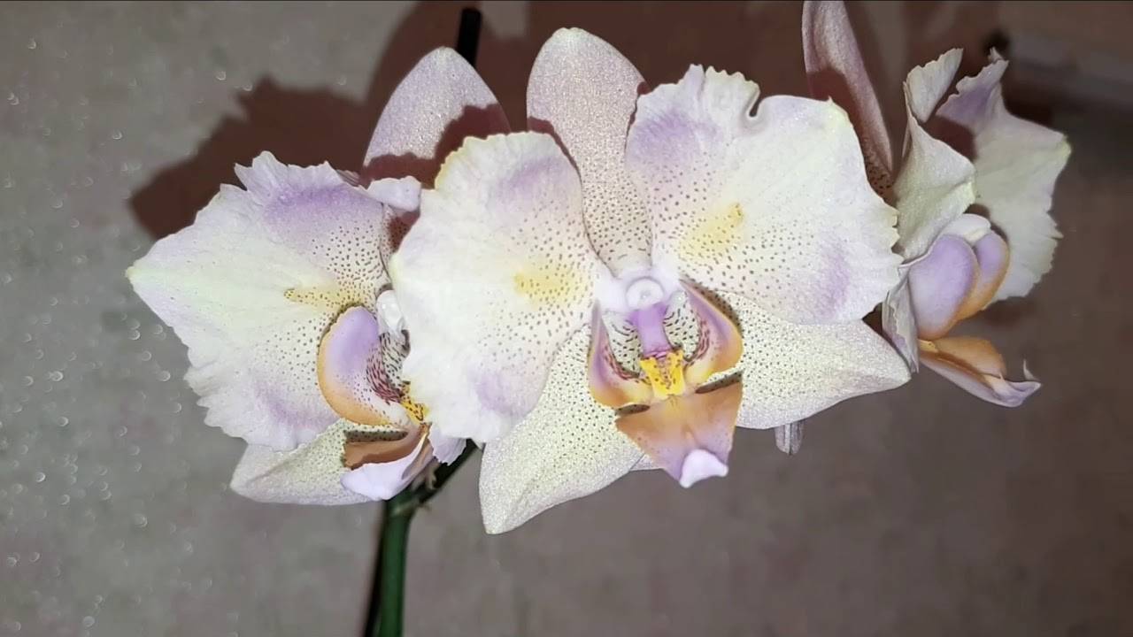 Уход за орхидеей-бабочкой: посадка, уход, подкормки