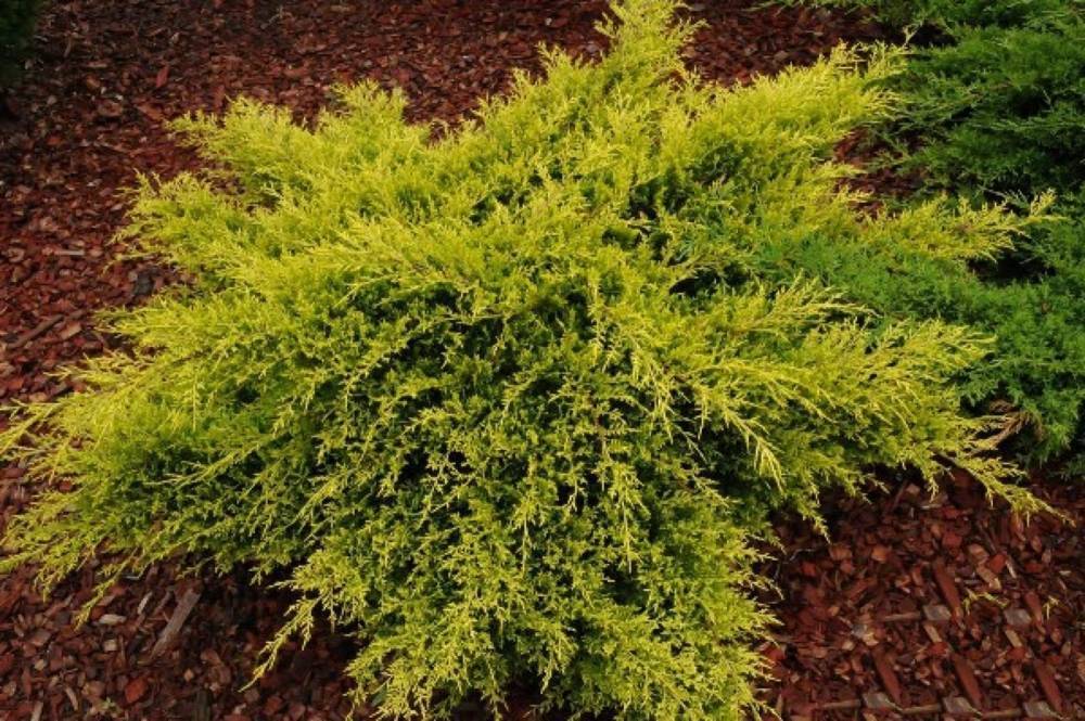 Можжевельник средний олд голд (juniperus x pfitzeriana old gold)