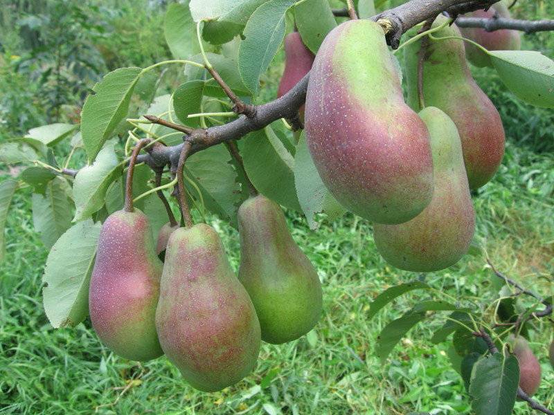 Сорта поздней груши фото. Парижанка сорт груши. Сорт груши москвичка. Сорт груши Золотоворотская. Груша Талгарская красавица.