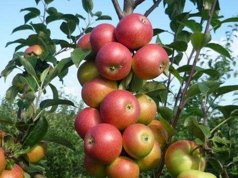 Яблоня ауксис ?: характеристики, описание сорта, фото | qlumba.com
