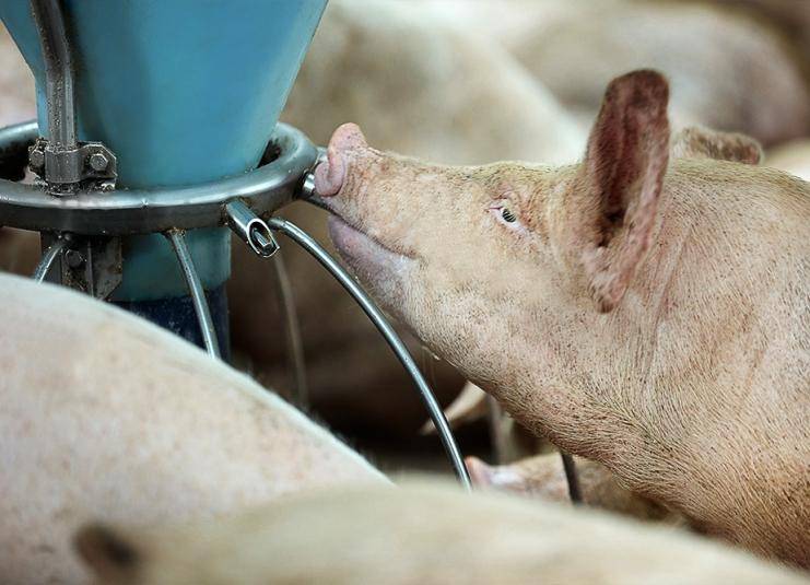 Поилки для свиней: ниппельные, чашечные, вакуумные, автоматические, а также как сделать своими руками