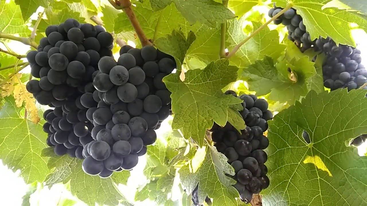 Виноград ливадийский черный описание сорта, фото, отзывы | строитель промышленник