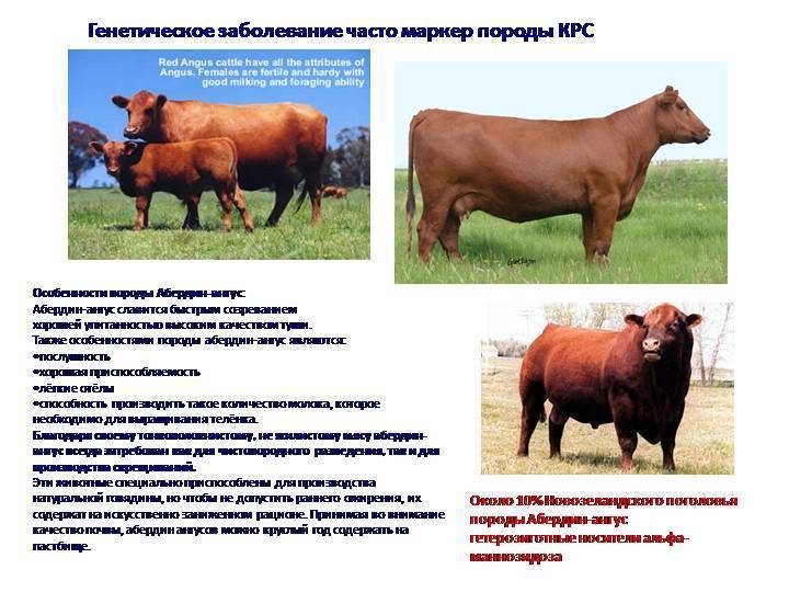 Абердин-ангусская порода коров: описание, продуктивные характеристики, особенности содержания и ухода