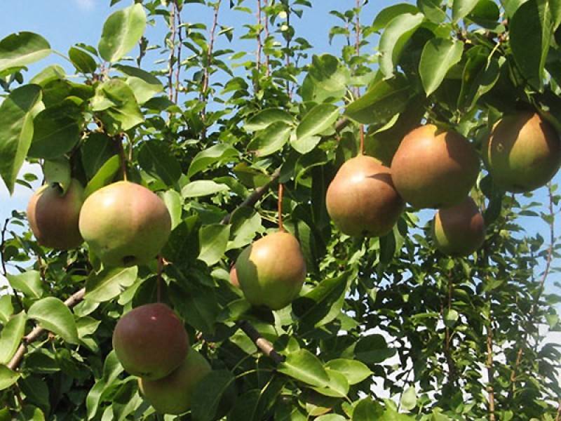 Груша россошанская десертная, красивая (красавица), ранняя, поздняя: описание сортов, фото, отзывы