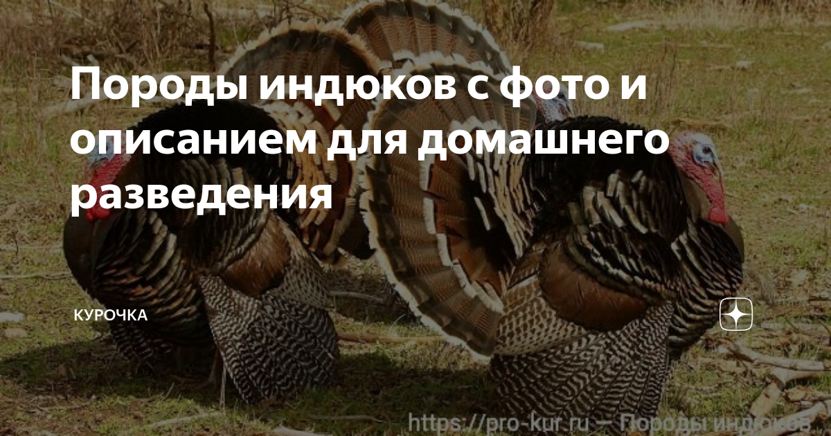 Породы индюков - 110 фото и видео как в домашних условиях вырастить индюков