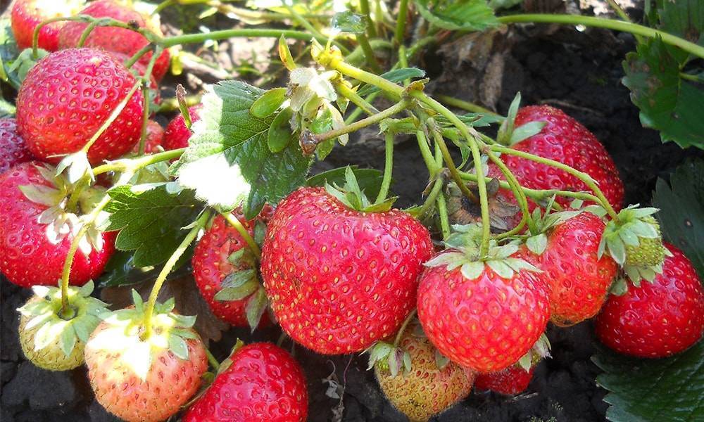 25 лучших сортов клубники для подмосковья в 2020 году: самые вкусные, сладкие, крупные, ремонтантные, безусые, ранние, поздние, урожайные