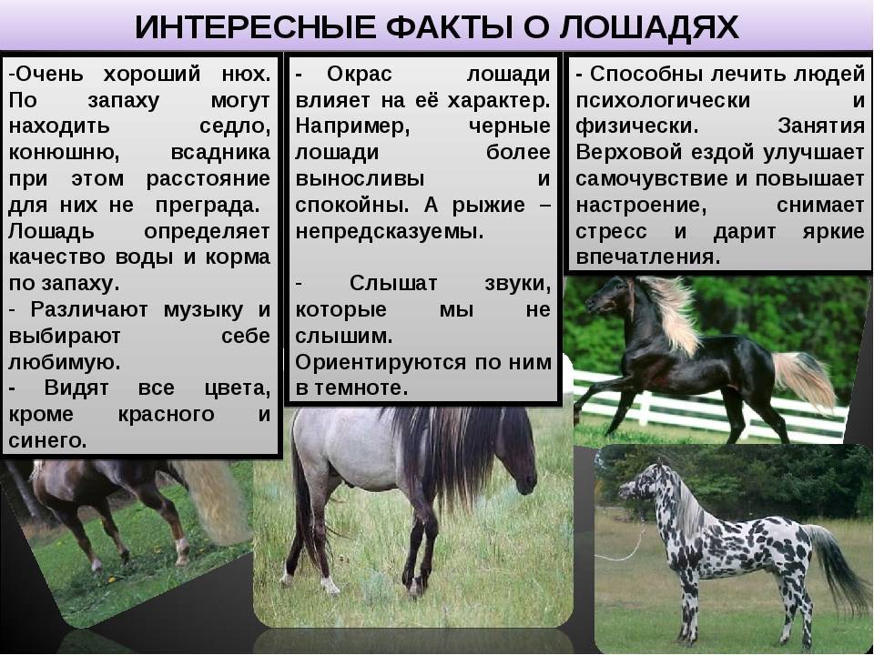 Проект 7 класс по биологии про лошадей