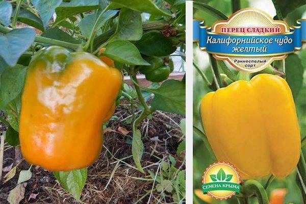 Перец калифорнийское чудо - характеристика и описание сорта, сроки посадки, урожайность, отзывы