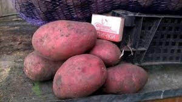 Картофель Рябинушка 