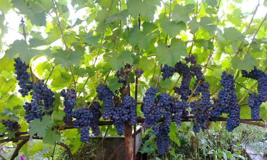 Виноград сорт ливадийский черный: описание, фото, отзывы, технология посадки и ухода, размножение
